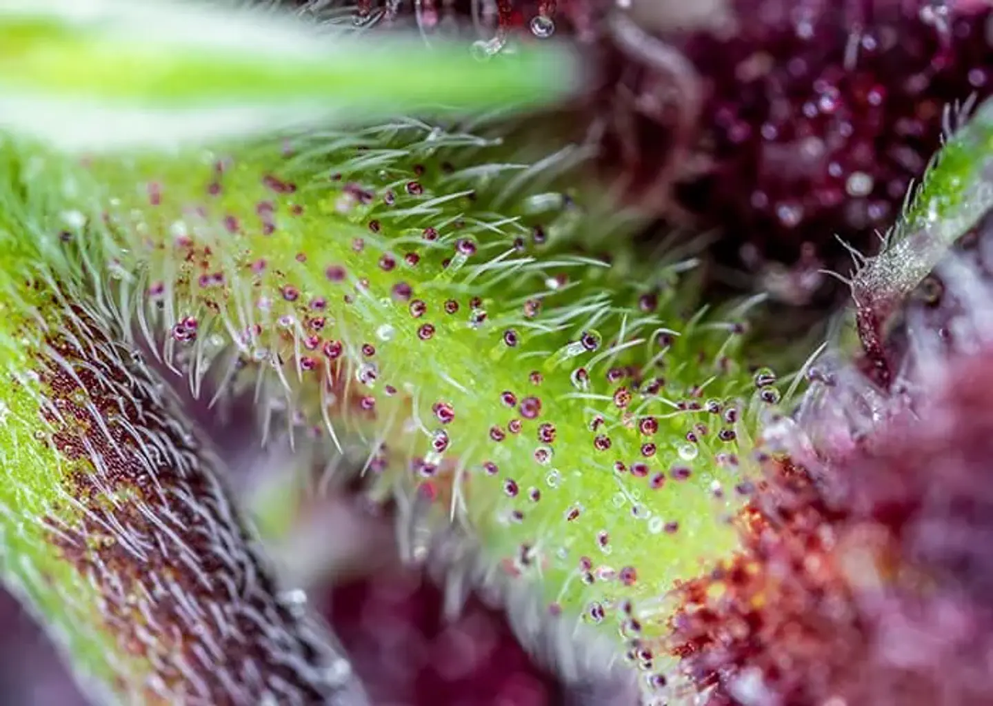 Red Pure Cbd Auto® X3+1-Sweet Seeds 2