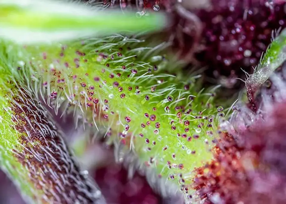Red Pure Cbd Auto® X3+1-Sweet Seeds 2