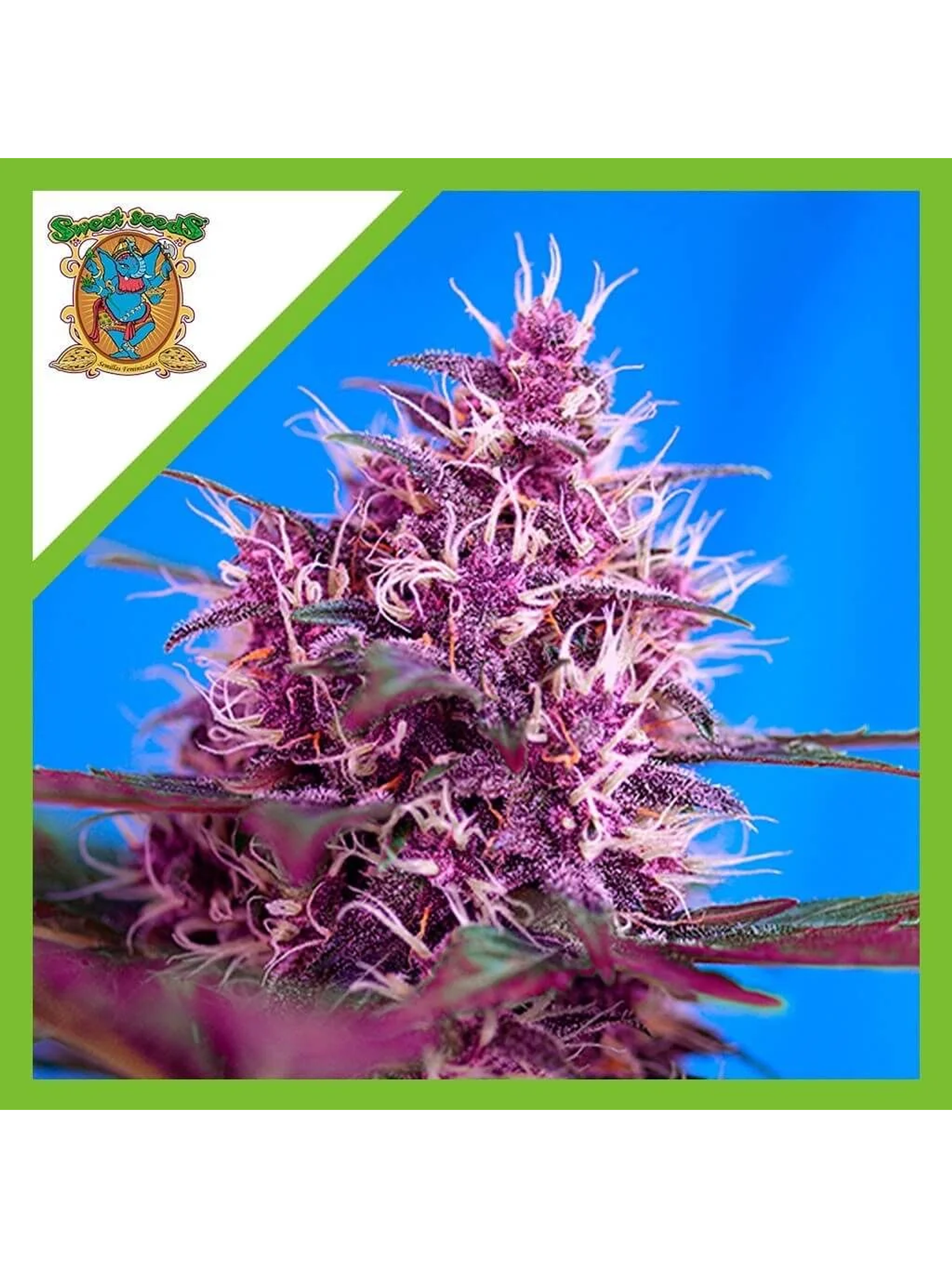 Red Poison Red Family Auto® -Sweet Seeds (X25/X3+1) 1