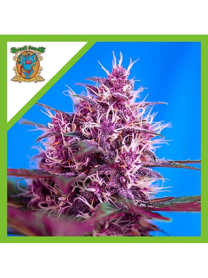 Red Poison Red Family Auto® -Sweet Seeds (X25/X3+1) 1