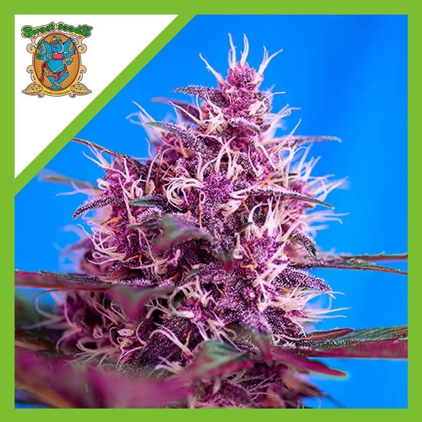 Red Poison Red Family Auto® -Sweet Seeds (X25/X5+2/X3+1) 1