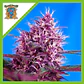 Red Poison Red Family Auto® -Sweet Seeds (X25/X5+2/X3+1) - Miniatura 1