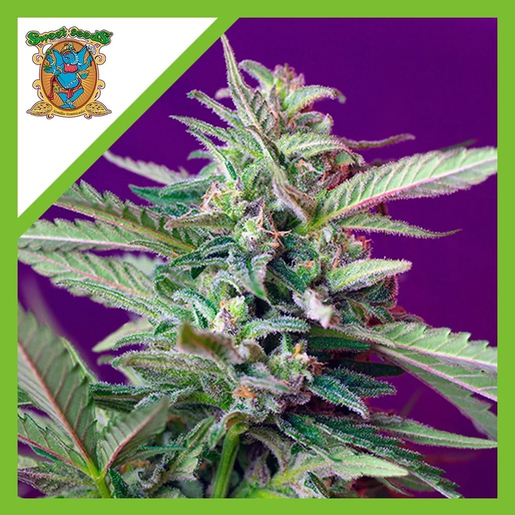 Sad  Auto® X3+1-Sweet Seeds 1