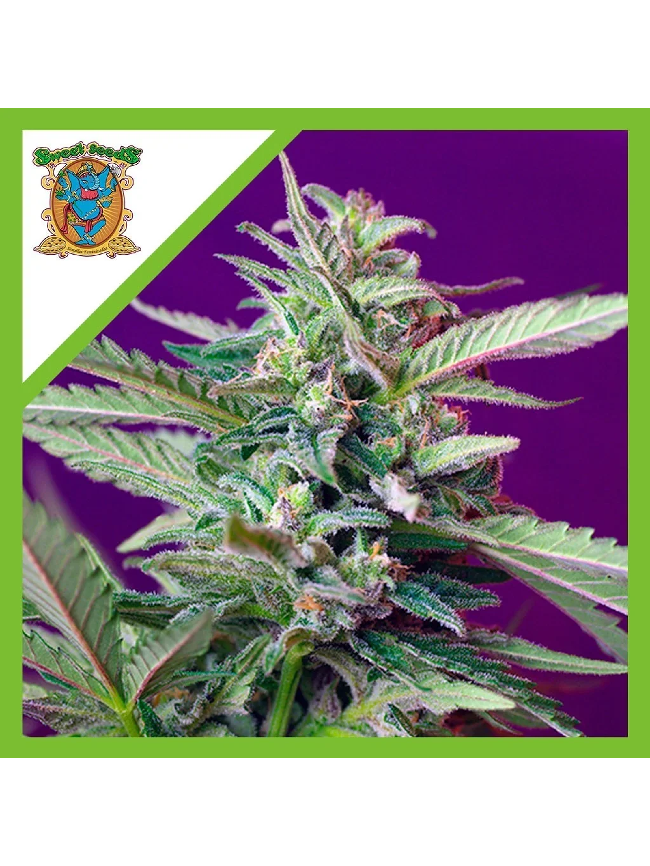 Sad  Auto® X3+1-Sweet Seeds 1