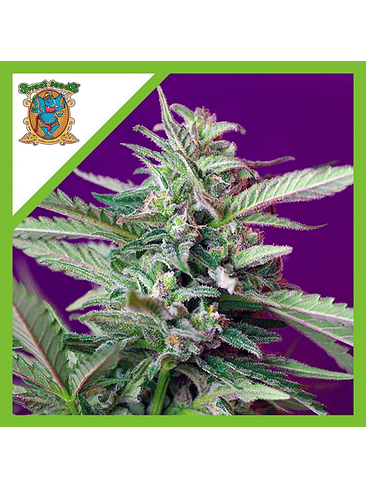 SAD  AUTO® X3+1-SWEET SEEDS 1