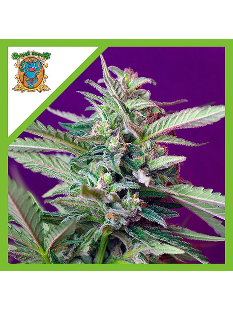 Sad  Auto® X3+1-Sweet Seeds 1