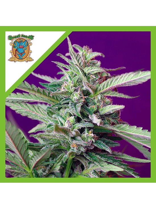 SAD  AUTO® X3+1-SWEET SEEDS 1