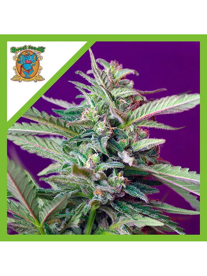 Sad  Auto® X3+1-Sweet Seeds 1