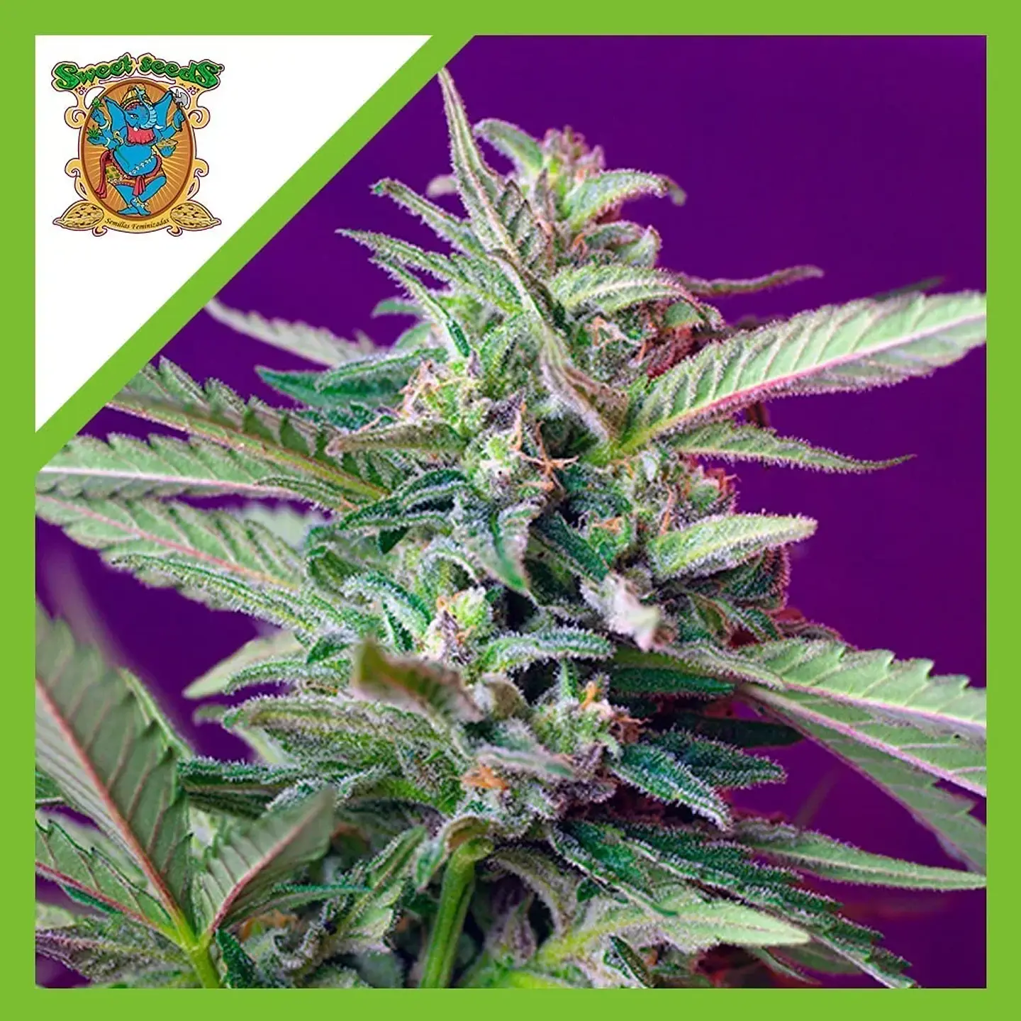 Sad  Auto® X3+1-Sweet Seeds 1