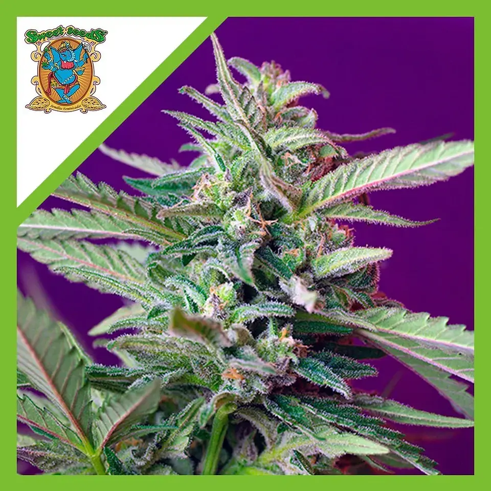 Sad  Auto® X3+1-Sweet Seeds 1