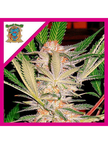 SAD F1 FEM® X3+1-SWEET SEEDS 1