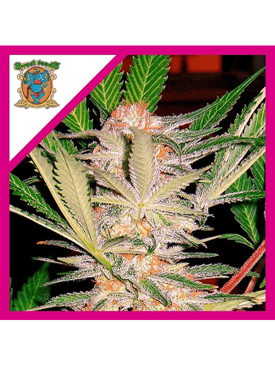 SAD F1 FEM® X3+1-SWEET SEEDS 1