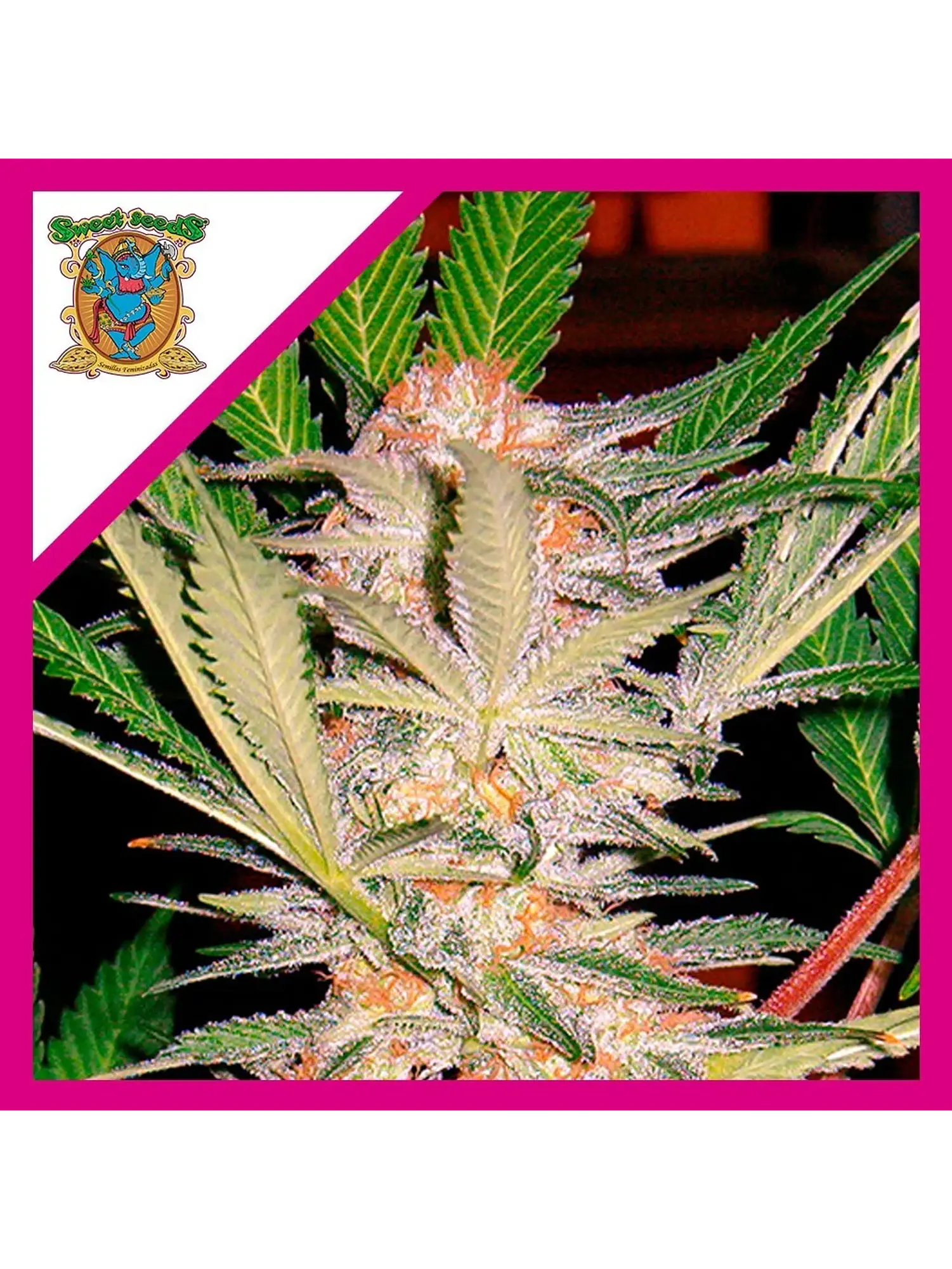 Sad  Fem® X3+1-Sweet Seeds 1