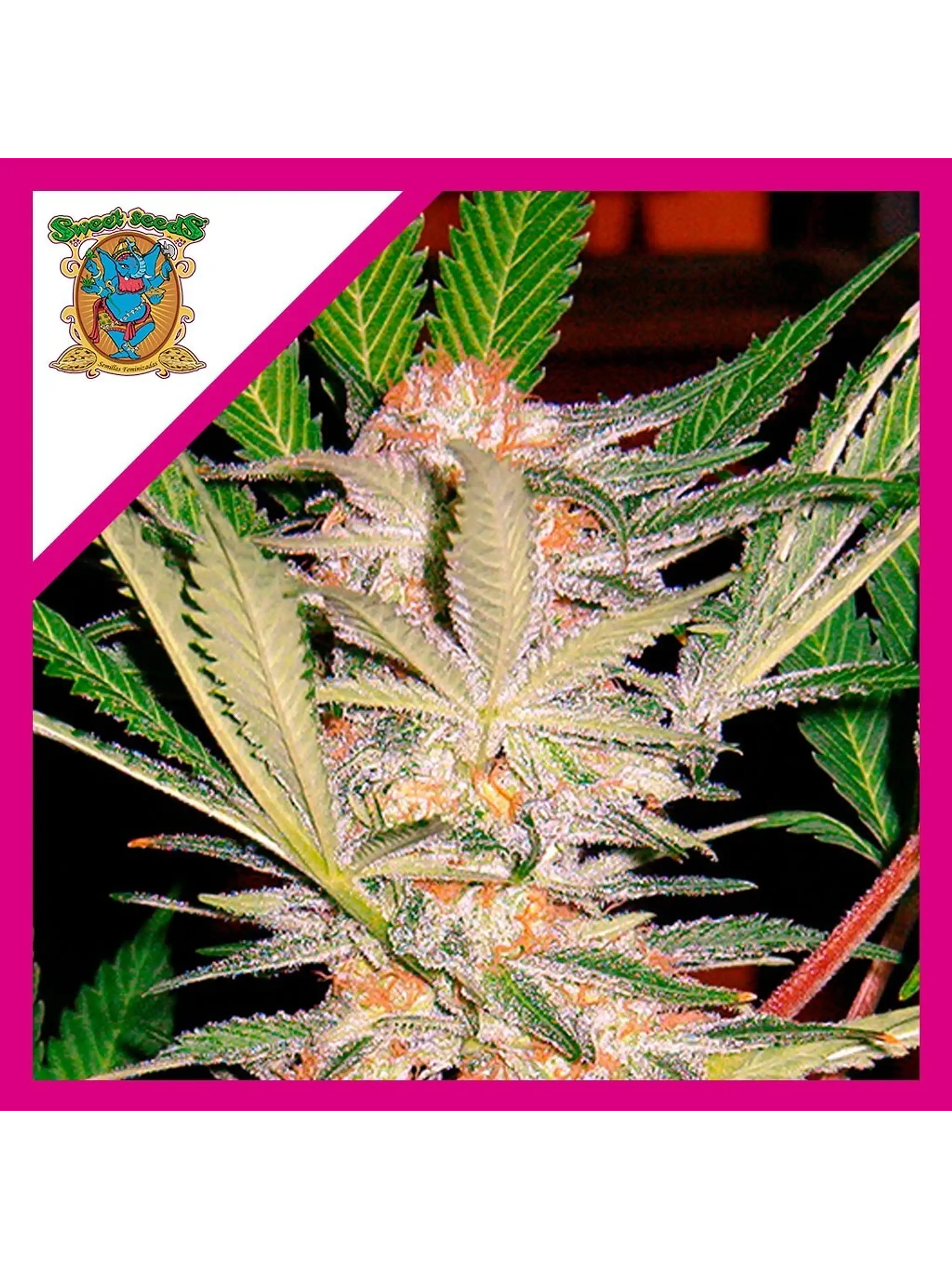 Sad  Fem® X3+1-Sweet Seeds 1