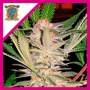 Sad  Fem® X3+1-Sweet Seeds