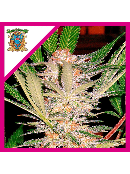 SAD  FEM® X3+1-SWEET SEEDS 1