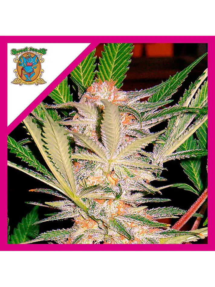 Sad  Fem® X3+1-Sweet Seeds 1