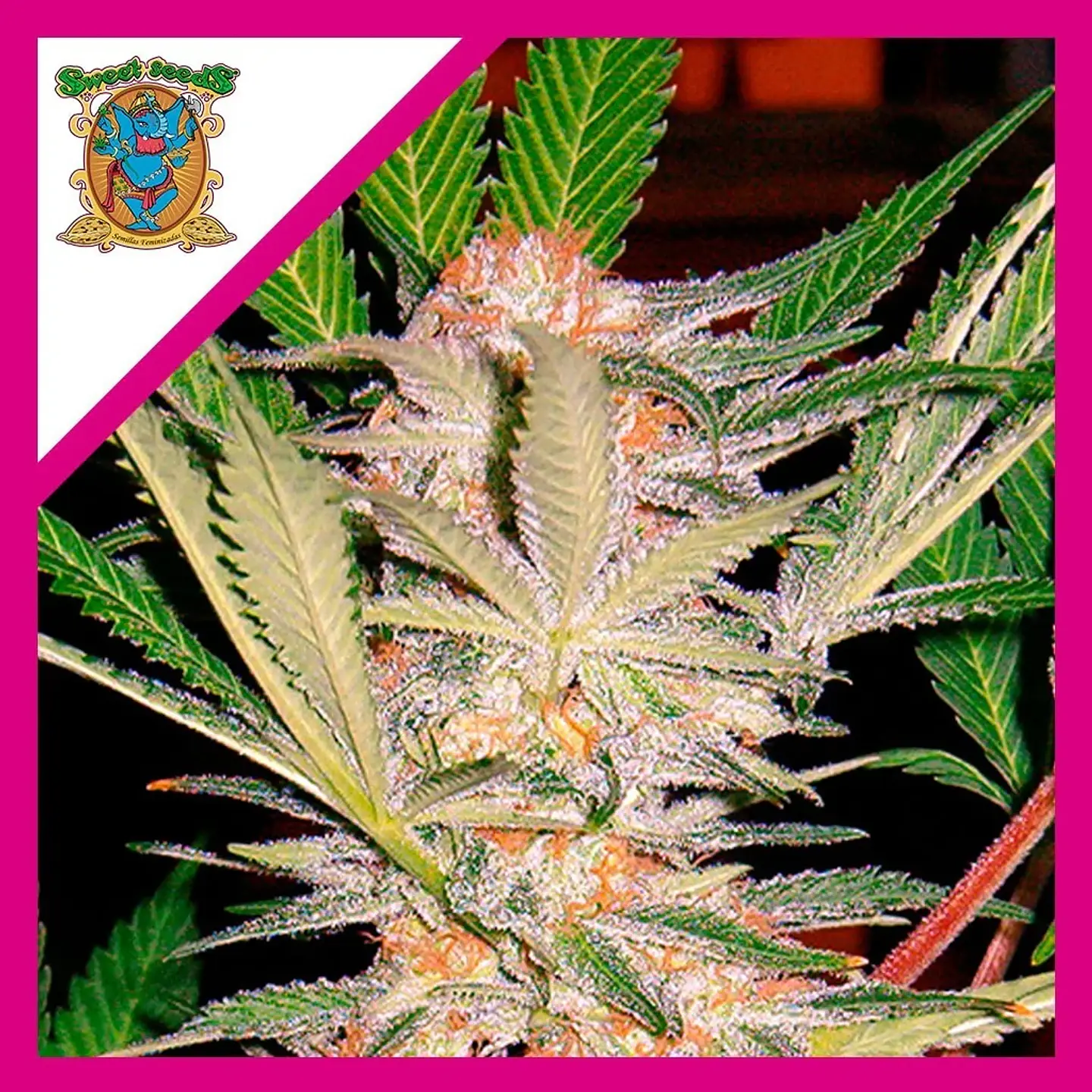 Sad  Fem® X3+1-Sweet Seeds 1