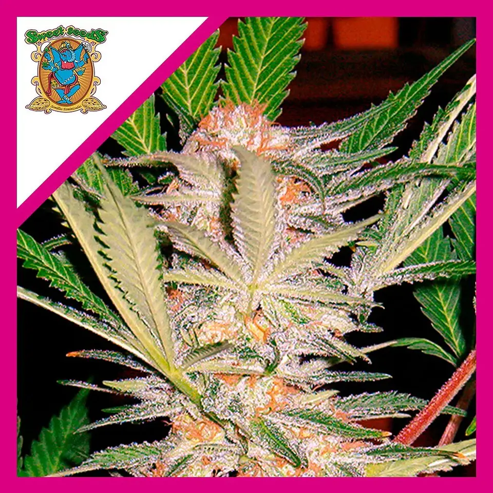 Sad  Fem® X3+1-Sweet Seeds 1