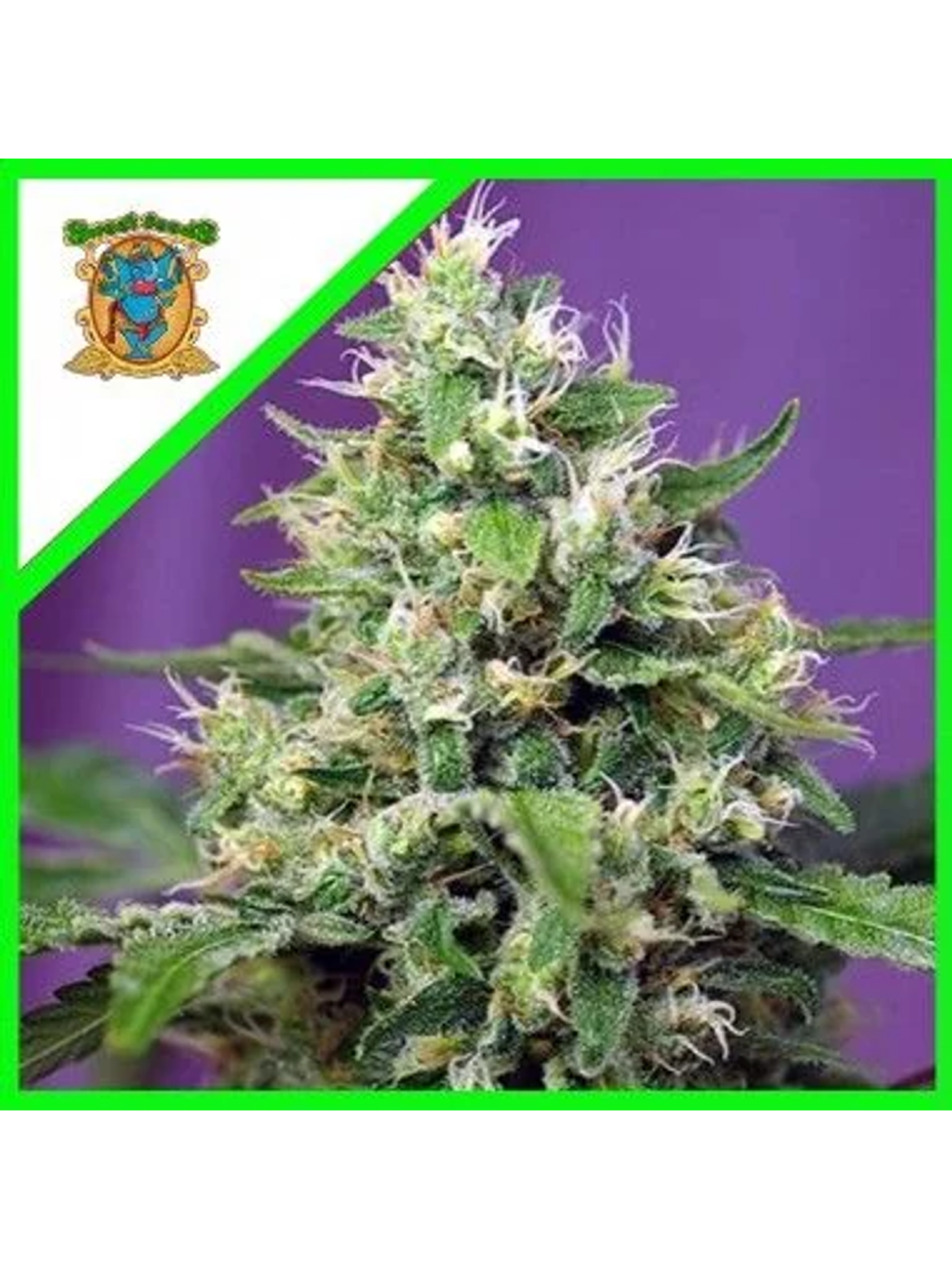 Sweet Amnesia Haze Xl® X3+1-Sweet Seeds 1