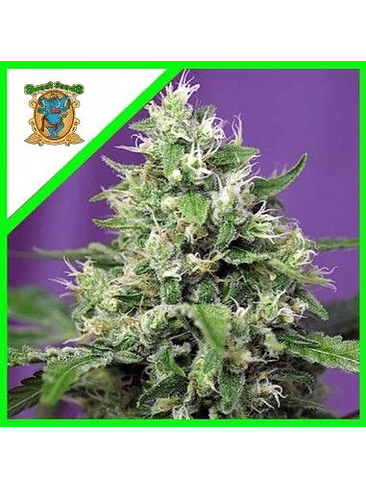 SWEET AMNESIA HAZE XL® X3+1-SWEET SEEDS 1