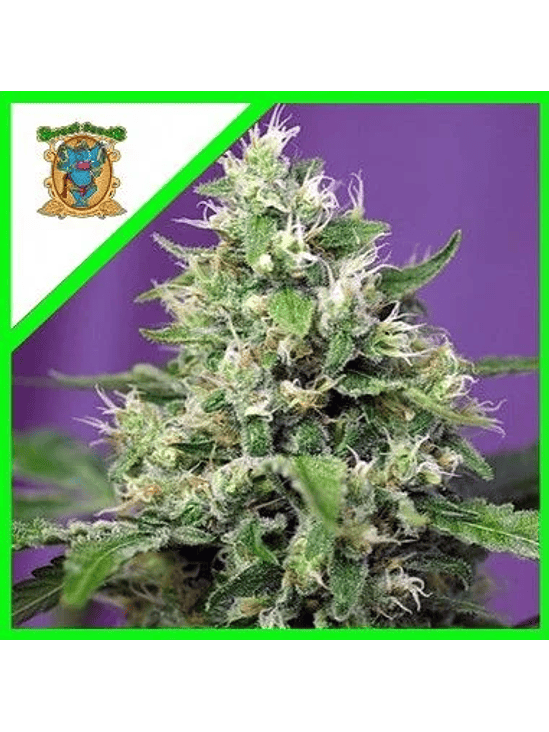 SWEET AMNESIA HAZE XL® X3+1-SWEET SEEDS 1