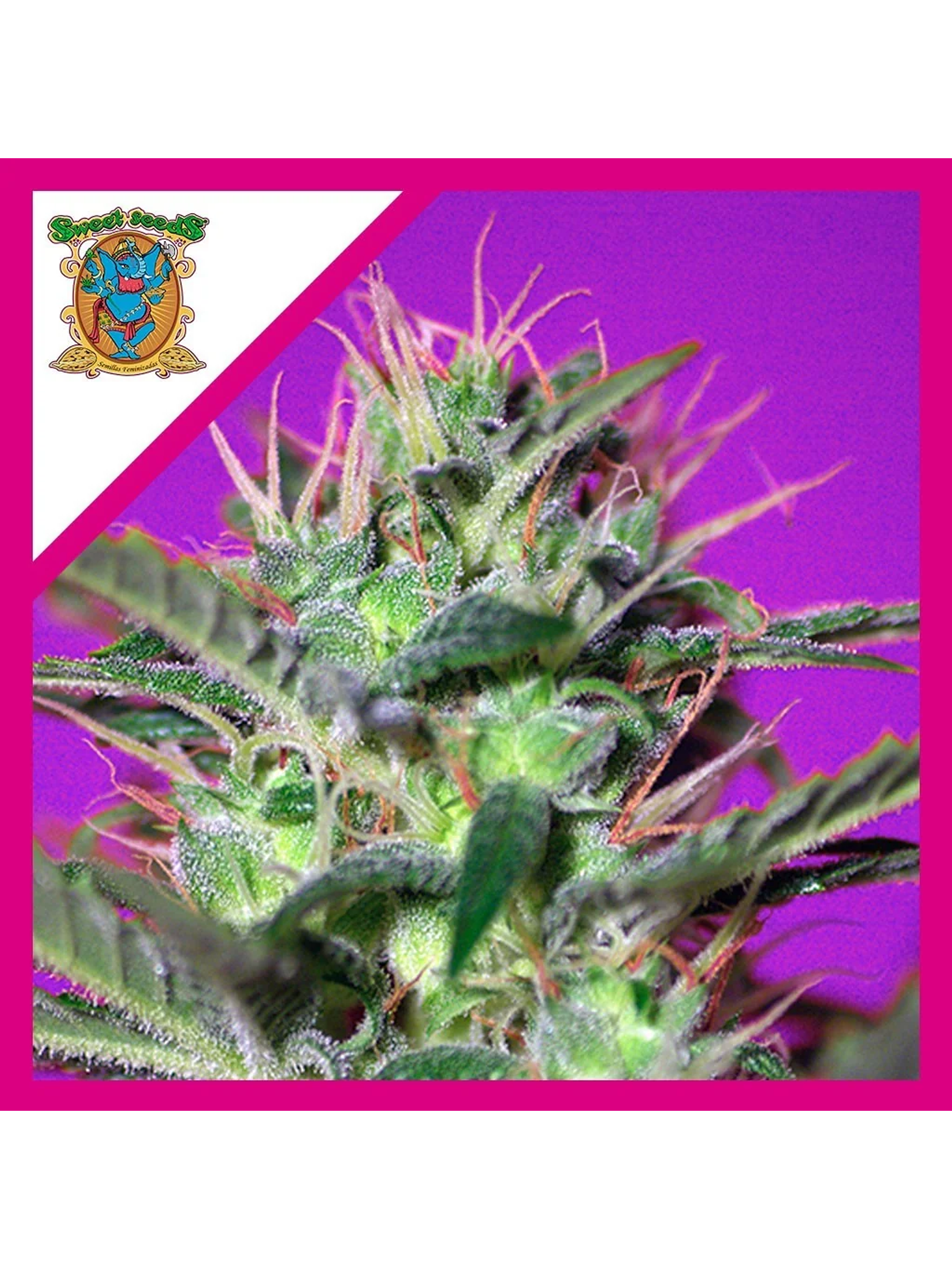 Botafumeiros  Fem® X3+1-Sweet Seeds 1