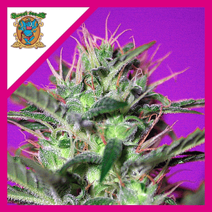 BOTAFUMEIROS  FEM® X3+1-SWEET SEEDS