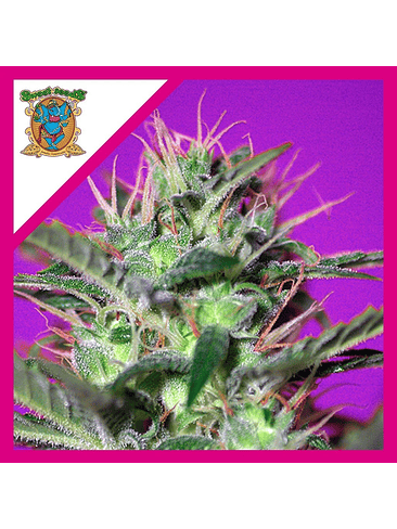 BOTAFUMEIROS  FEM® X3+1-SWEET SEEDS 1