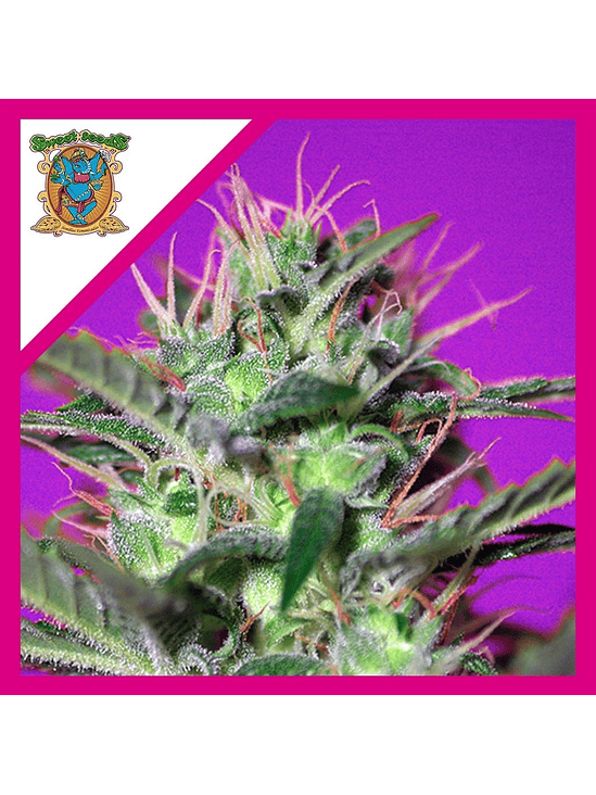 BOTAFUMEIROS  FEM® X3+1-SWEET SEEDS 1