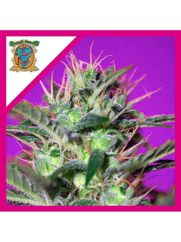 Botafumeiros  Fem® X3+1-Sweet Seeds 1
