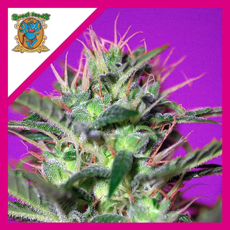 Botafumeiros  Fem® X3+1-Sweet Seeds 1