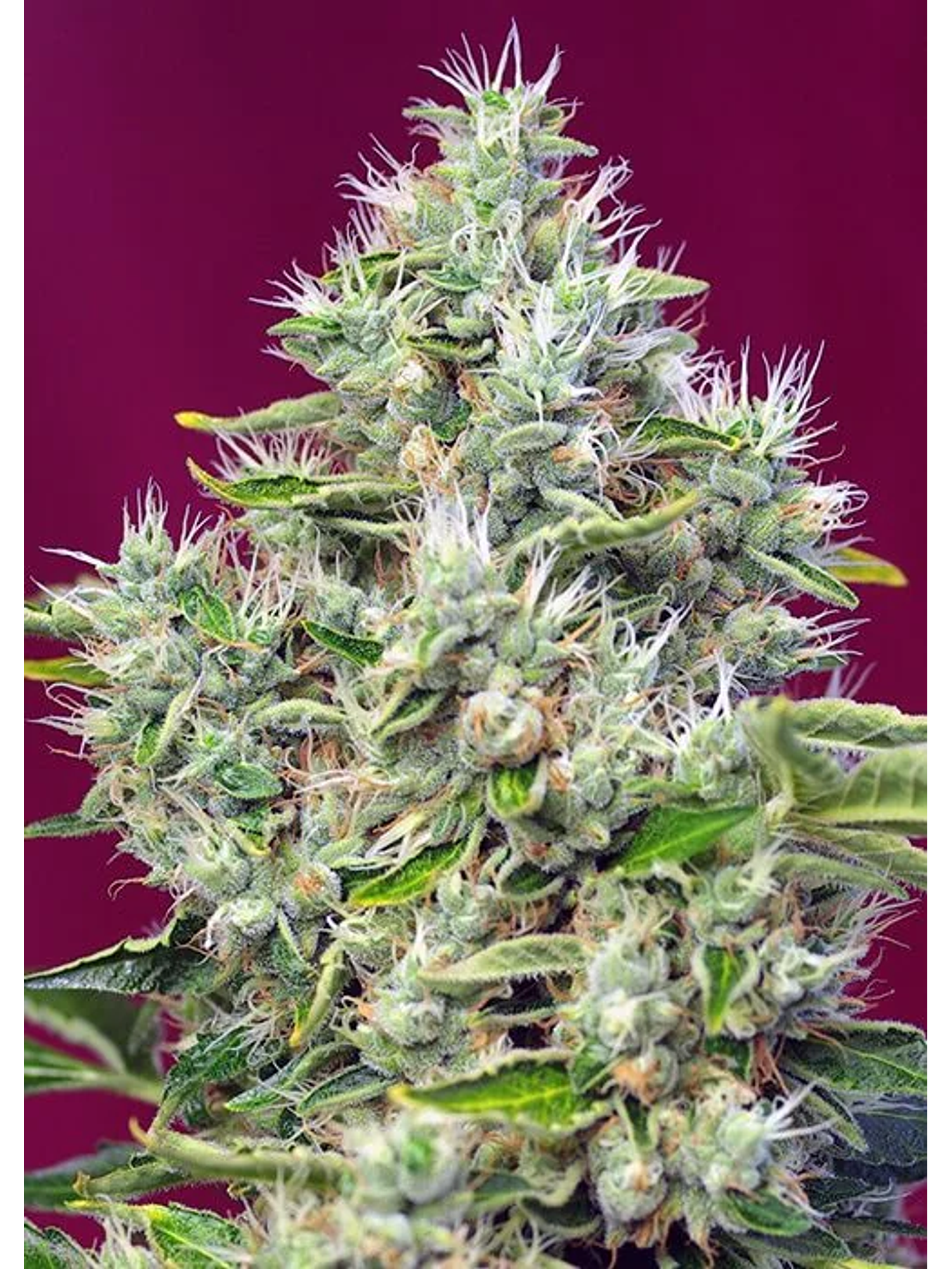San Fernando Lemon Kush  Fem® X3+1-Sweet Seeds 2