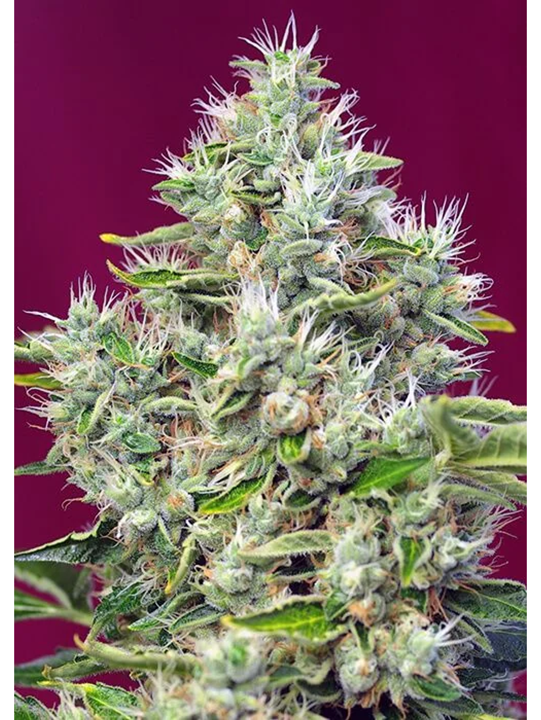 San Fernando Lemon Kush  Fem® X3+1-Sweet Seeds 2