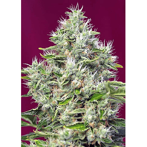 San Fernando Lemon Kush  Fem® X3+1-Sweet Seeds