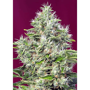 SAN FERNANDO LEMON KUSH  FEM® X3+1-SWEET SEEDS