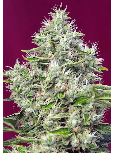 SAN FERNANDO LEMON KUSH  FEM® X3+1-SWEET SEEDS 2