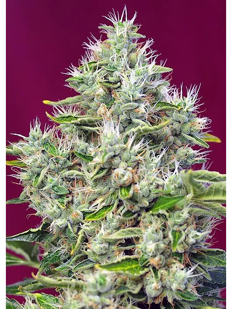 San Fernando Lemon Kush  Fem® X3+1-Sweet Seeds 2