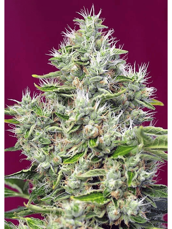 SAN FERNANDO LEMON KUSH  FEM® X3+1-SWEET SEEDS 2
