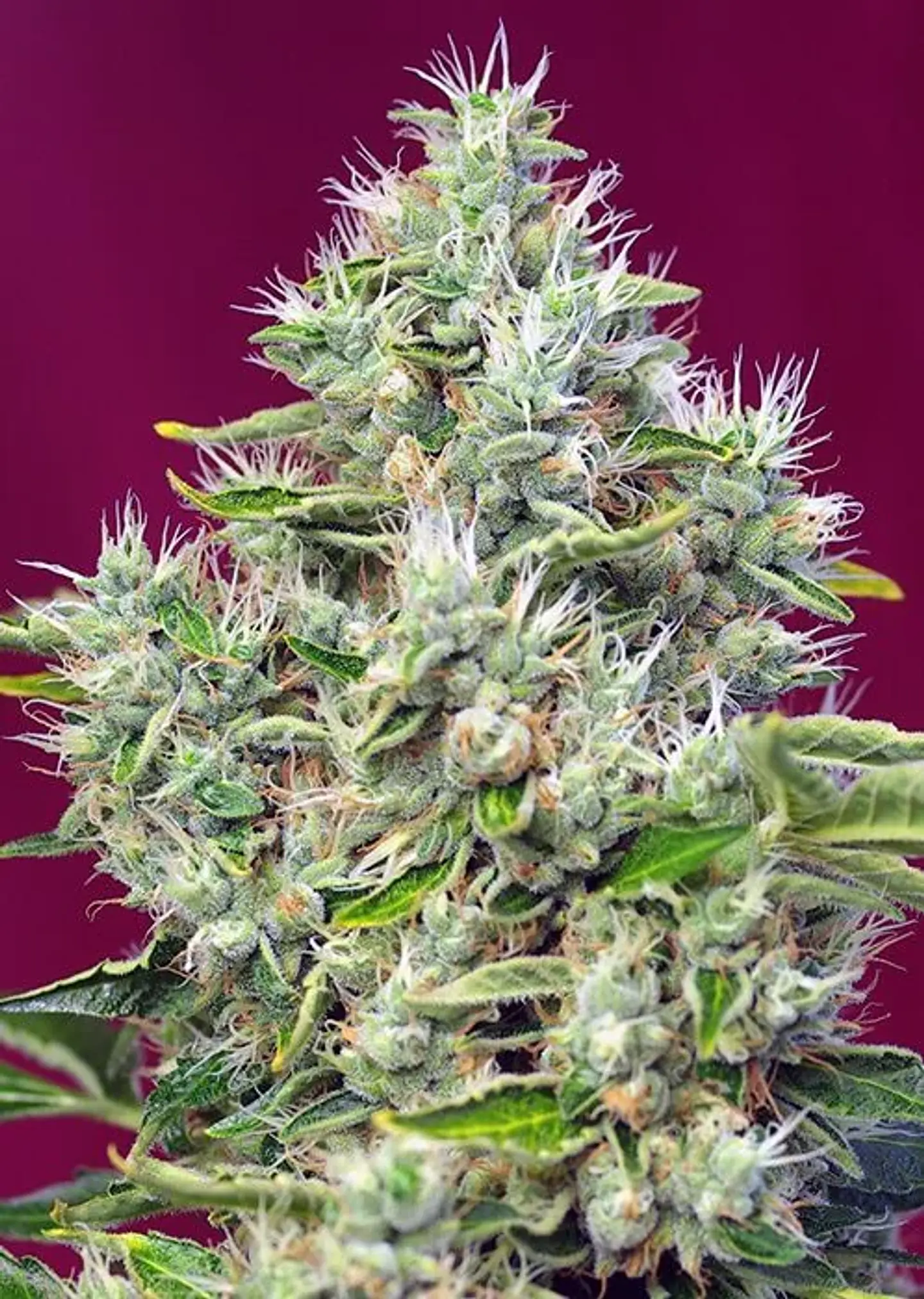 San Fernando Lemon Kush  Fem® X3+1-Sweet Seeds 2