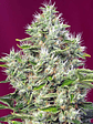 SAN FERNANDO LEMON KUSH  FEM® X3+1-SWEET SEEDS - Miniatura 2