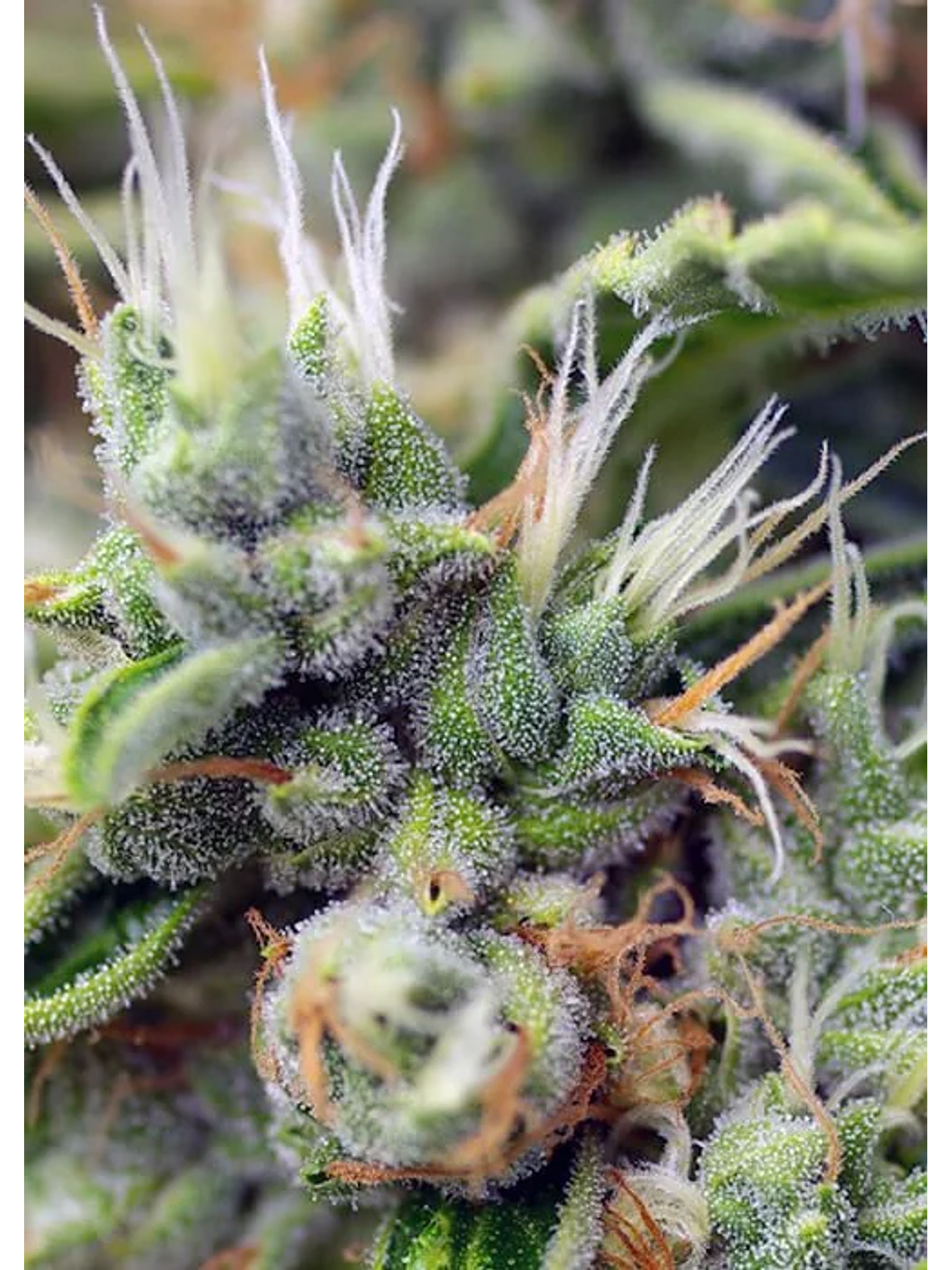 San Fernando Lemon Kush  Fem® X3+1-Sweet Seeds 3