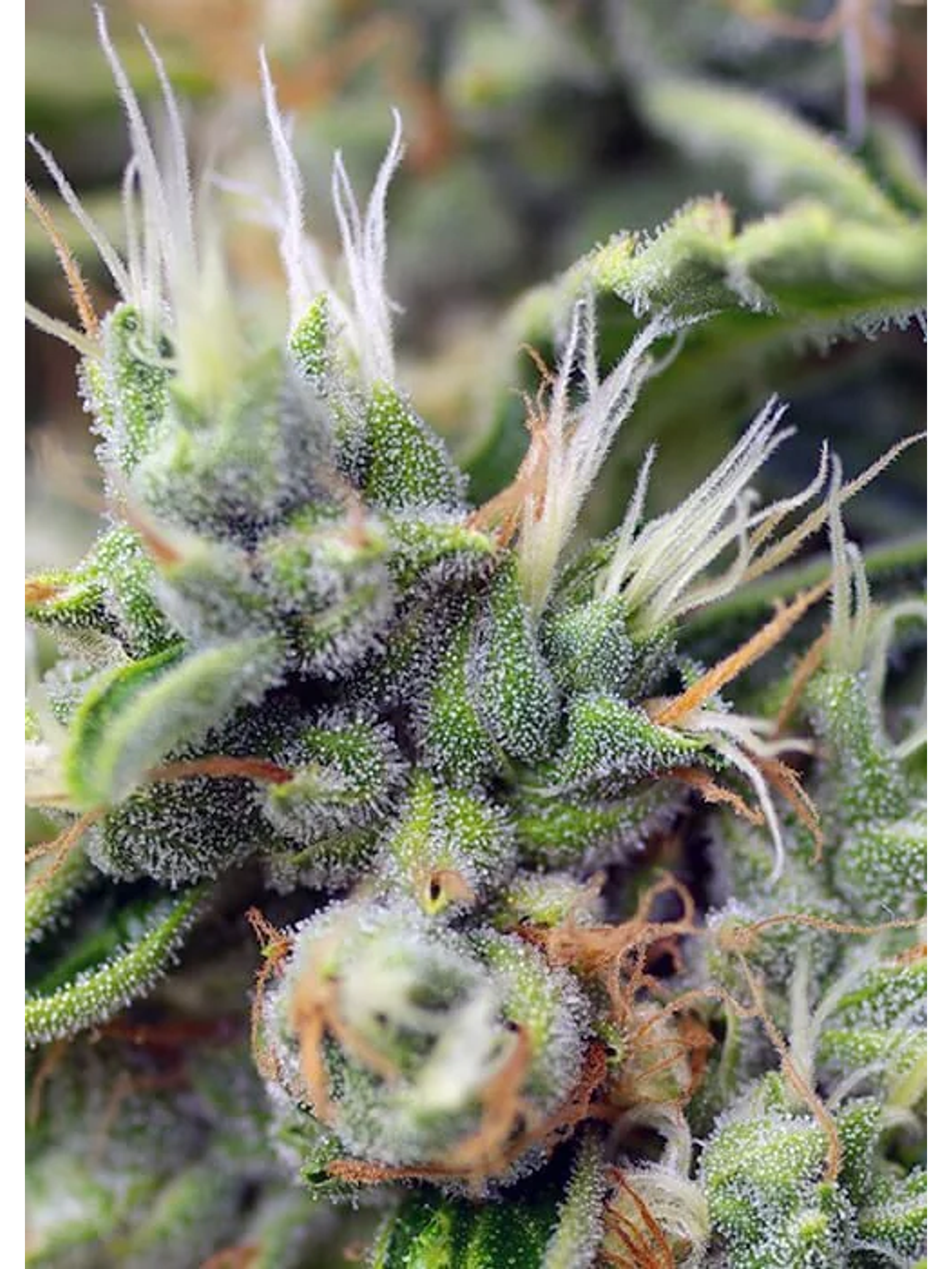 San Fernando Lemon Kush  Fem® X3+1-Sweet Seeds 3