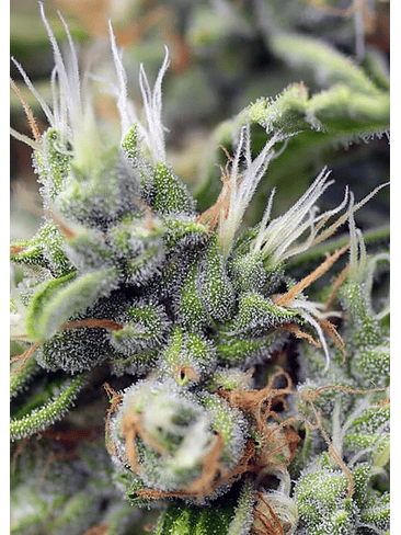 SAN FERNANDO LEMON KUSH  FEM® X3+1-SWEET SEEDS 3