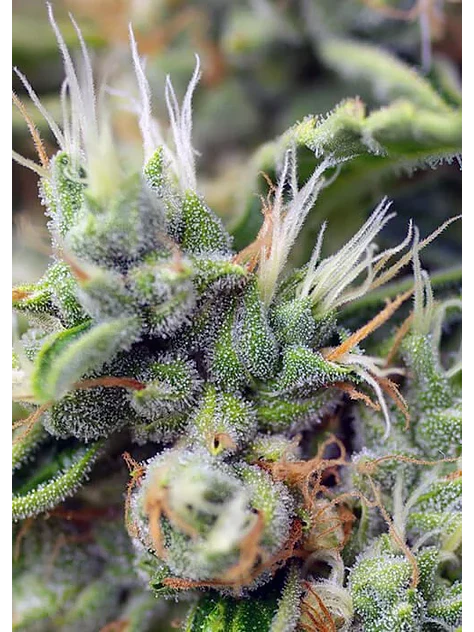 San Fernando Lemon Kush  Fem® X3+1-Sweet Seeds 3