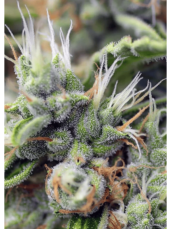 SAN FERNANDO LEMON KUSH  FEM® X3+1-SWEET SEEDS 3