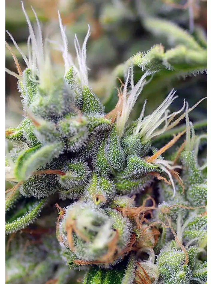 San Fernando Lemon Kush  Fem® X3+1-Sweet Seeds 3