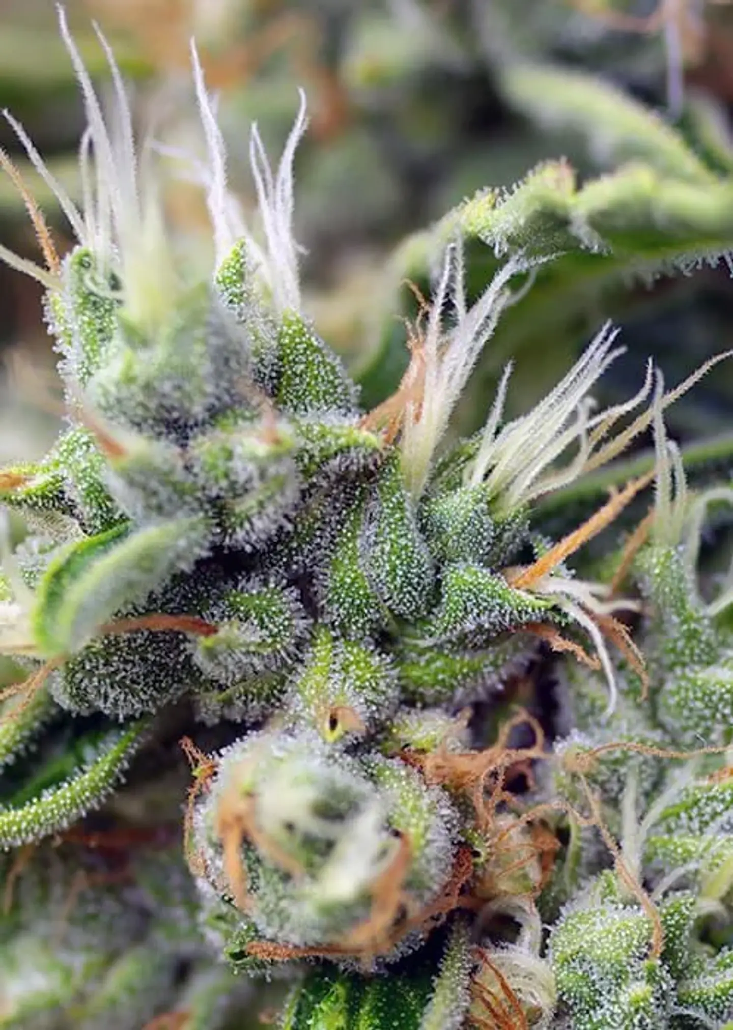 San Fernando Lemon Kush  Fem® X3+1-Sweet Seeds 3