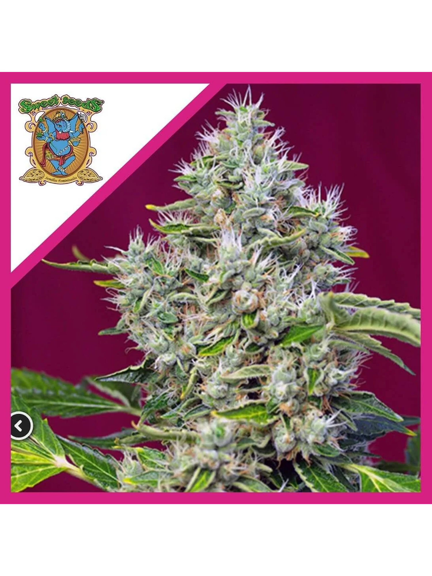 San Fernando Lemon Kush  Fem® X3+1-Sweet Seeds 1