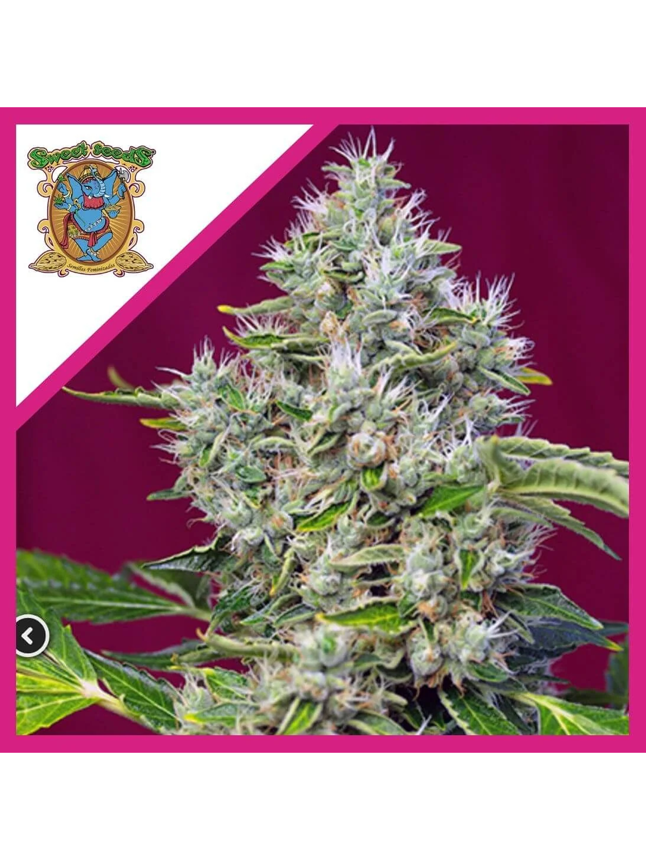 San Fernando Lemon Kush  Fem® X3+1-Sweet Seeds 1